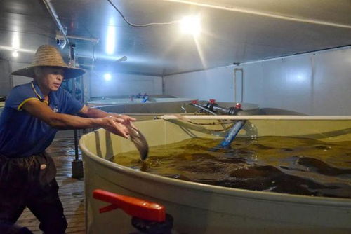 汽車裝飾品轉(zhuǎn)型水產(chǎn)養(yǎng)殖 一條魚的飼料新機(jī)遇與市場潛力