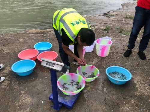 九寨溝縣開展增殖放流活動 助推水域生態(tài)環(huán)境修復(fù)與綠色可持續(xù)發(fā)展